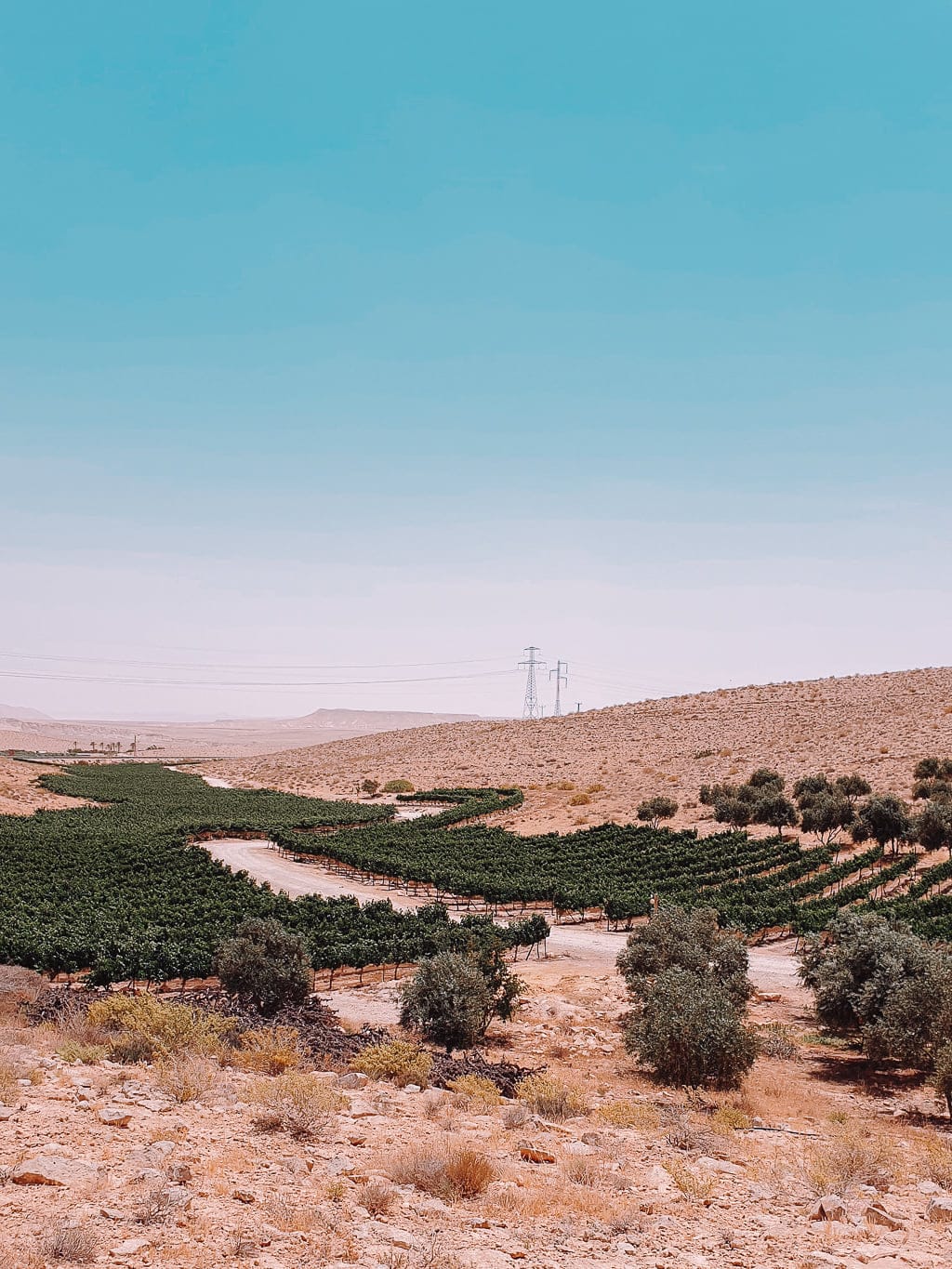 תמונה מהיקב